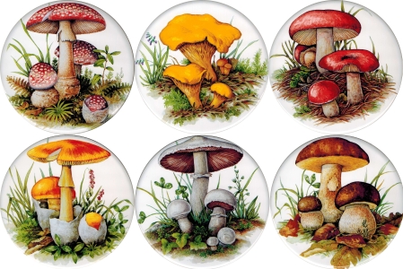 [T MUSH1B) Mushrooms 1 set of 6 (150mm)