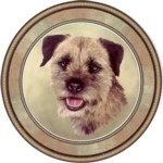 Border Terrier (R) Single (90)