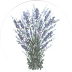  Lavender Single (90mm)