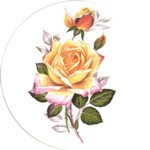  Peace Rose Single (150mm)