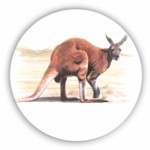 Red kangaroo Single 150mm