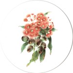 Red flowering gum 1 Single 150mm