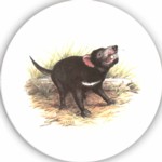 Tasmanian devil Single 90mm