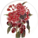 Red flowering gum 2 Single 150mm